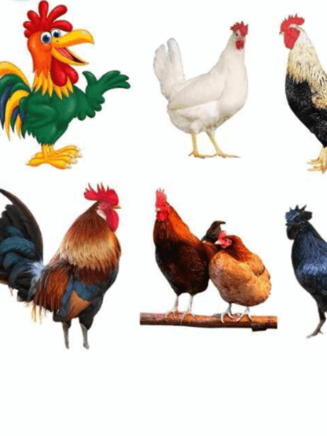 Murgi Palan Loan Yojana 2025: (Poultry Farm) शुरू करे मुर्गी पालन व्यवसाय ,कम लागत में कमाए ज्यादा मुनाफा !